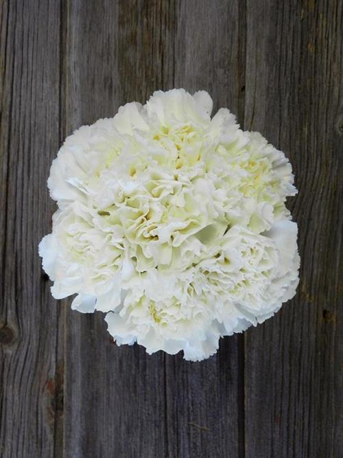 WHITE CARNATIONS